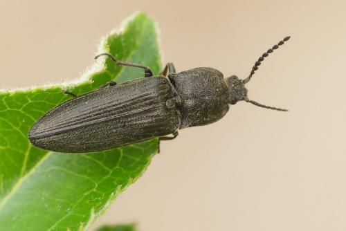 Réf. 228 731 : Cidnopus pilosus